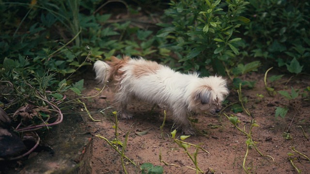 dog, puppy, chihuahua