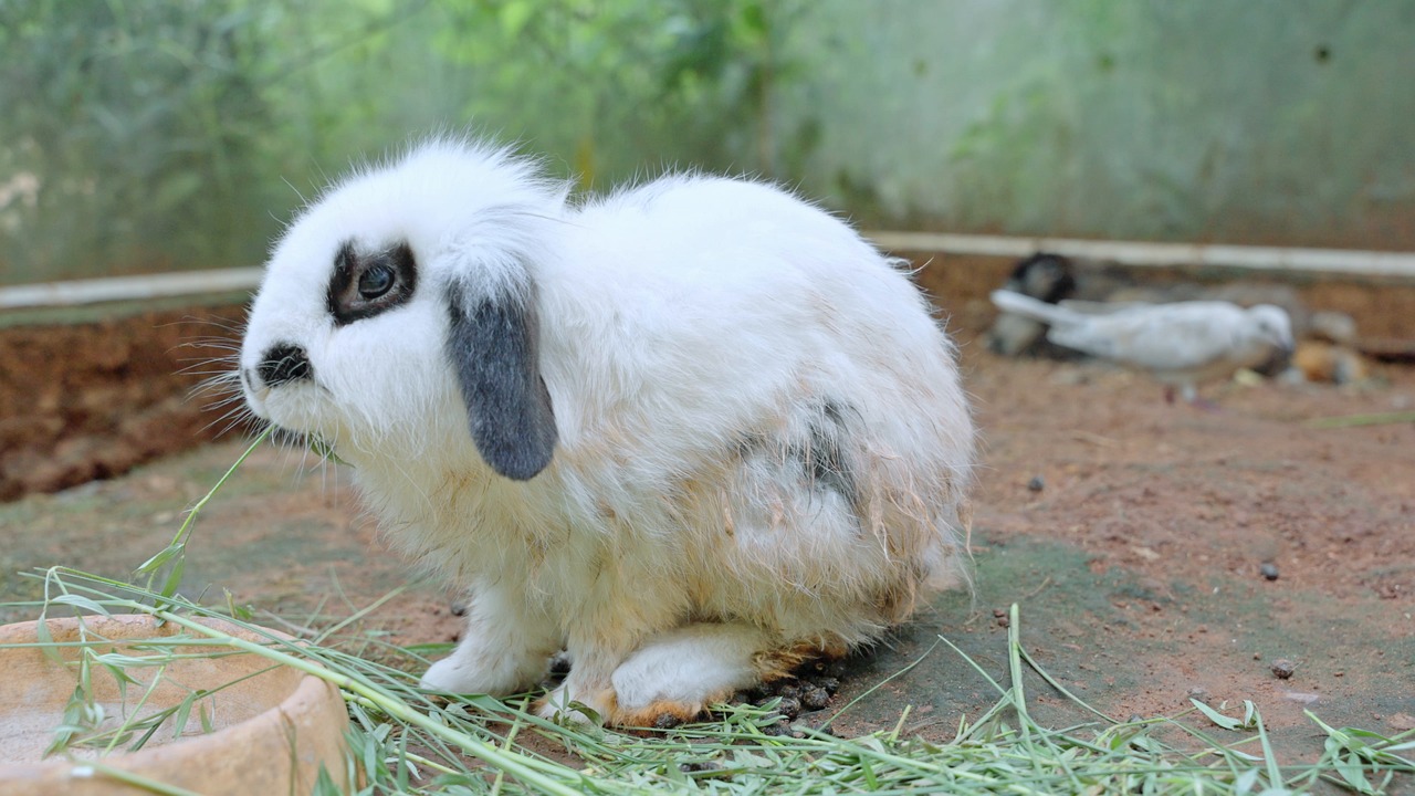 rabbit, bunny, easter