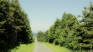 dirt road surrounded by trees with the ocean at the end