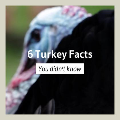 6 Turkey Facts