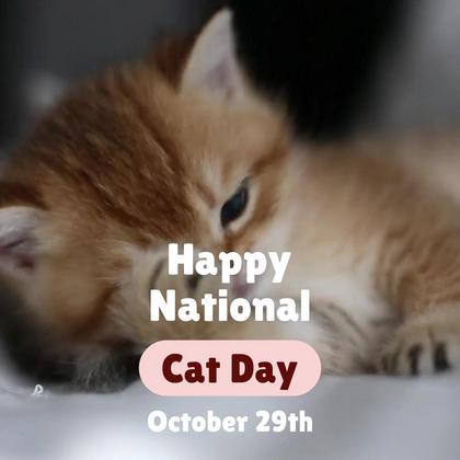 National Cat Day