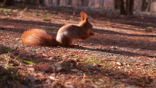 squirrel harvests nuts for winter