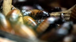 Swarming of Madagascar hissing cockroaches.