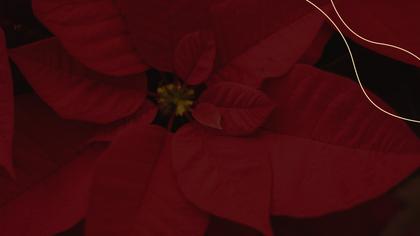 Starting Soon — Poinsettia Theme