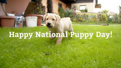 National Puppy Day